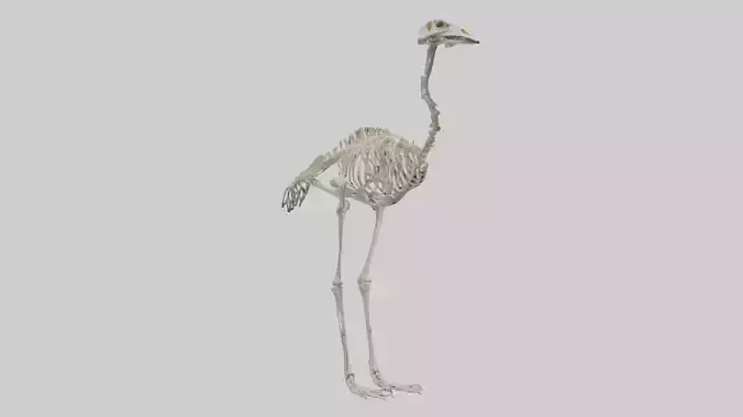 Ostrich Skeleton model
