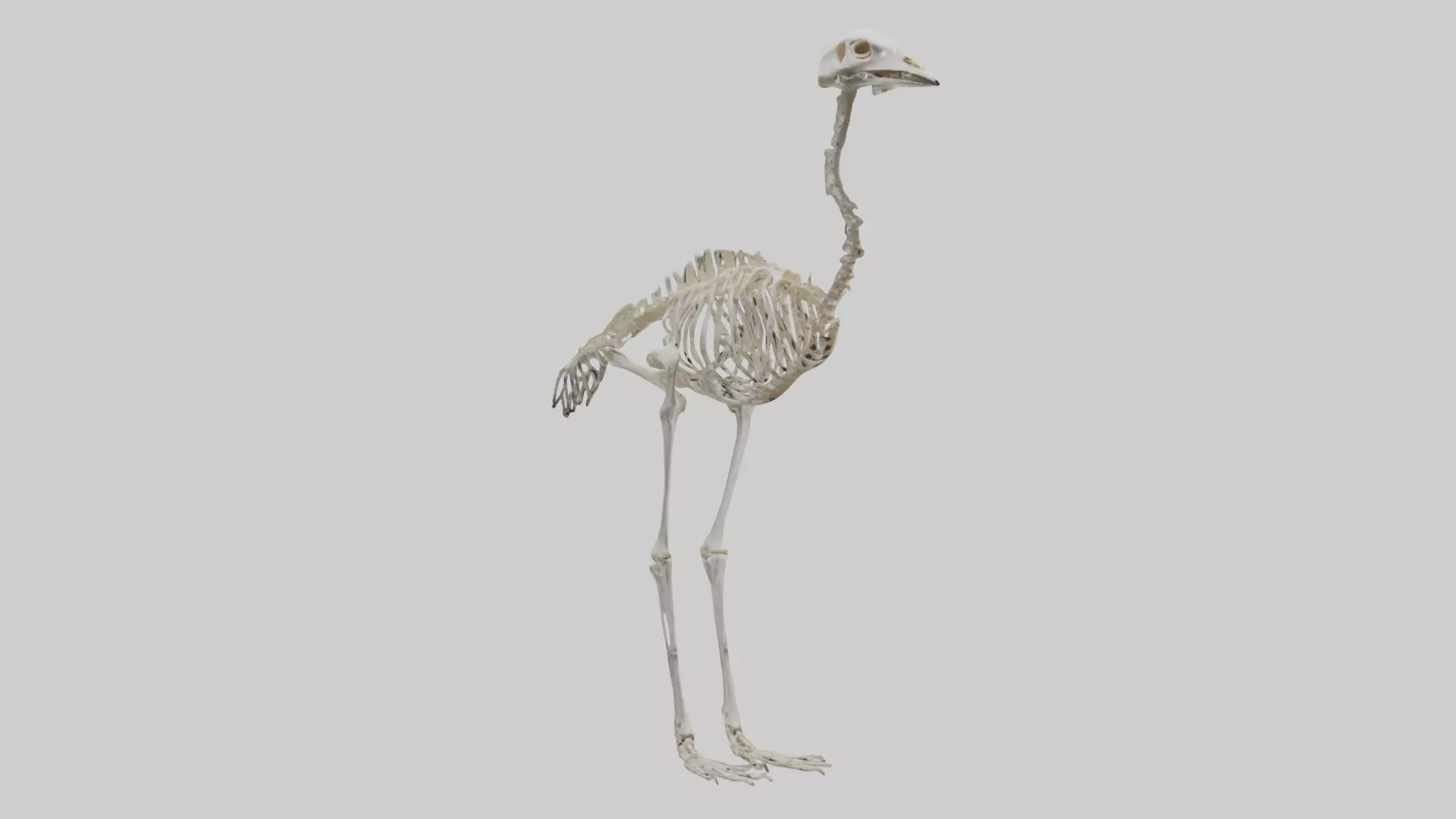 Ostrich Skeleton model Low-poly 3D model_0