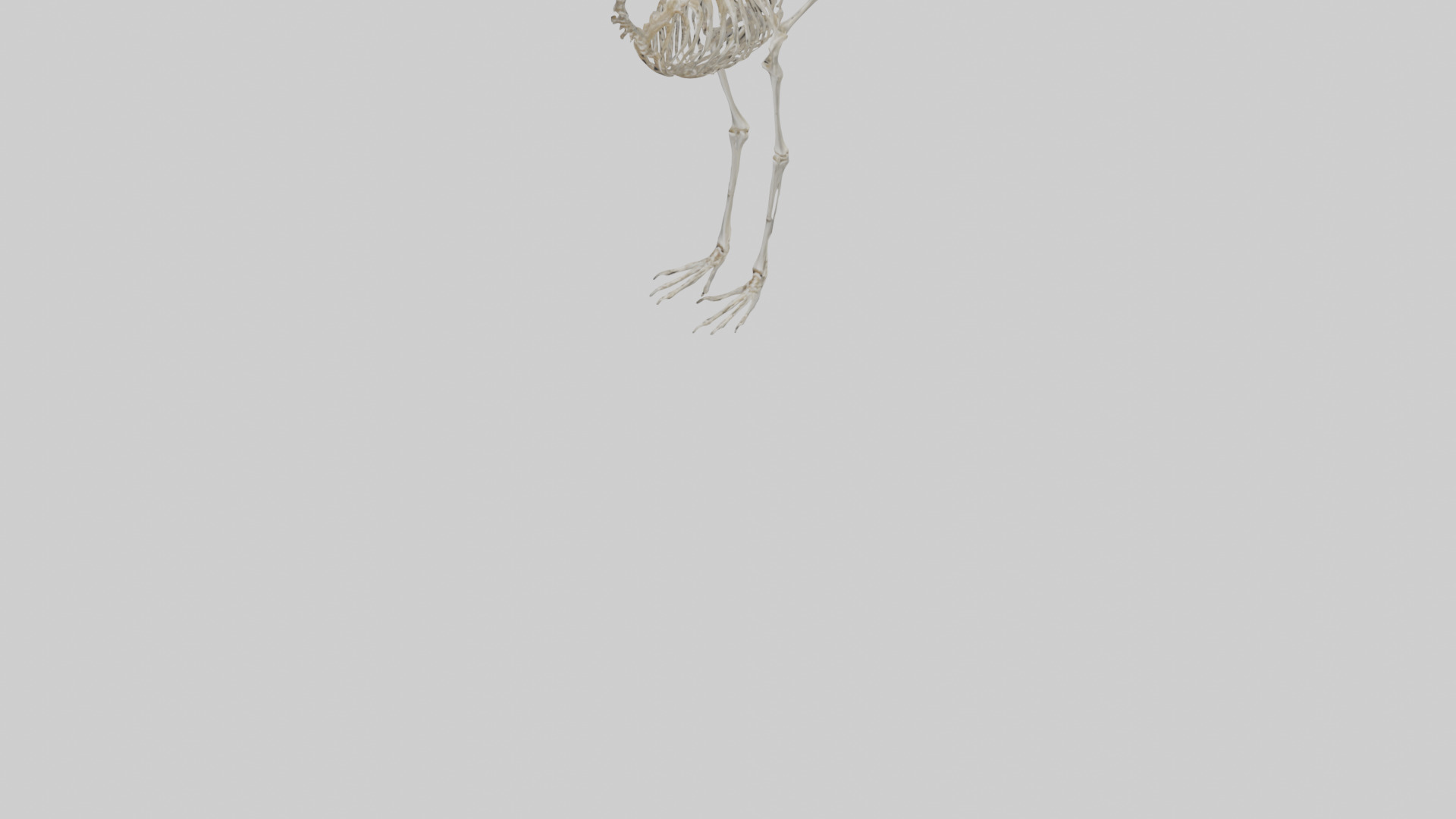Ostrich Skeleton model Low-poly 3D model_6