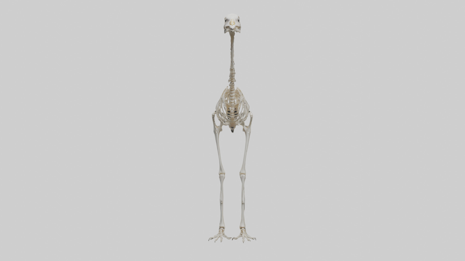 Ostrich Skeleton model Low-poly 3D model_9