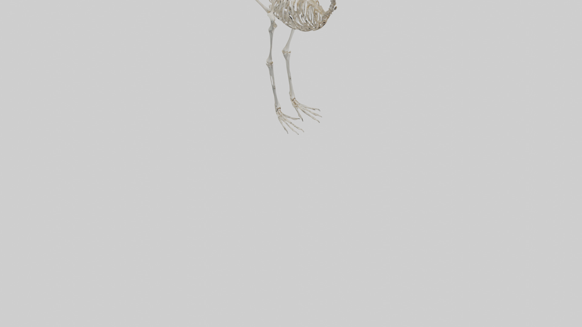 Ostrich Skeleton model Low-poly 3D model_7