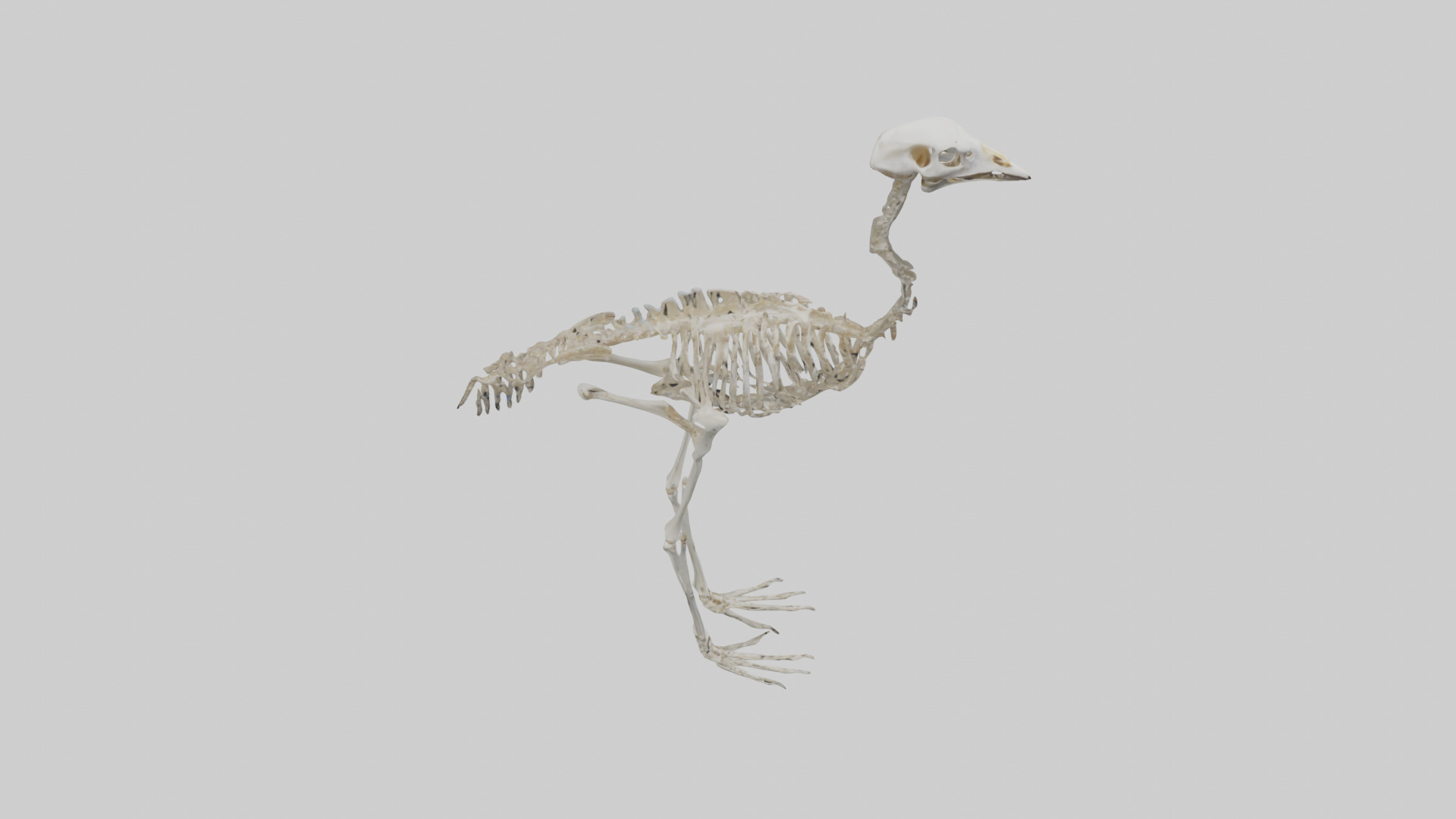 Ostrich Skeleton model Low-poly 3D model_18