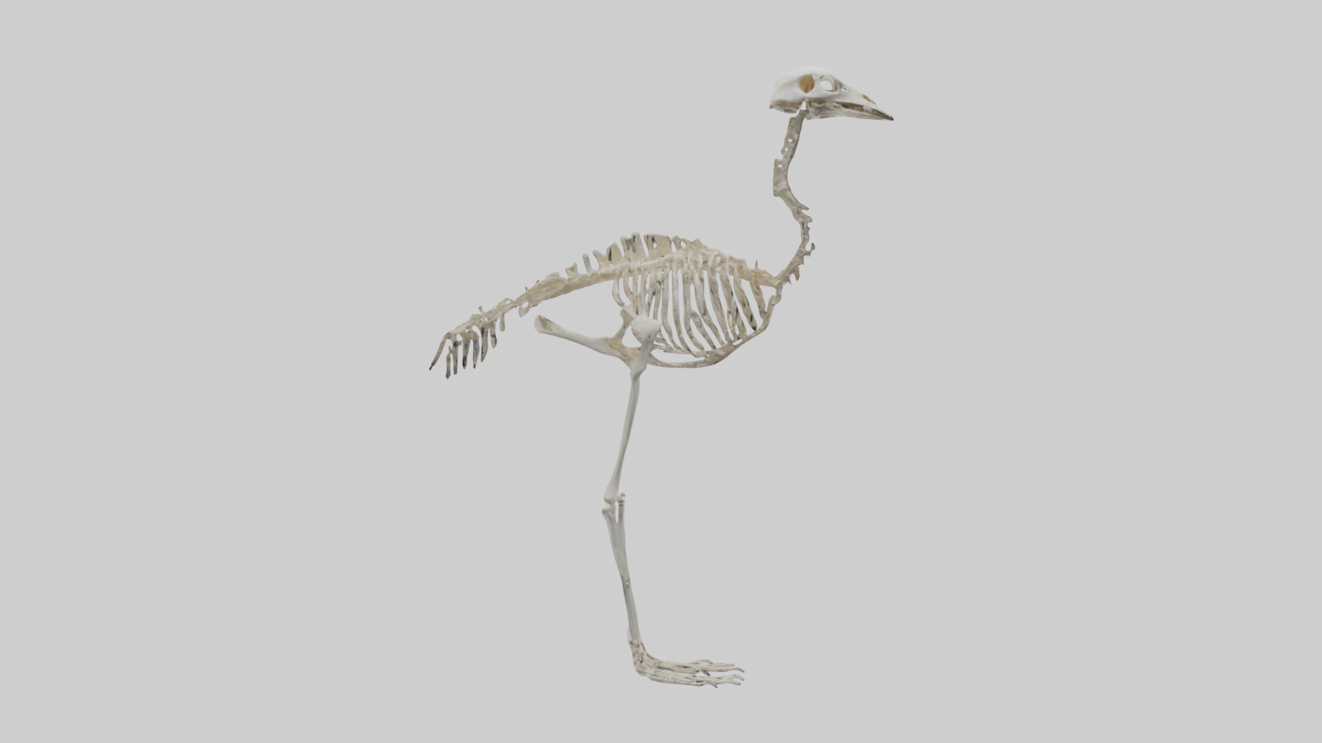 Ostrich Skeleton model Low-poly 3D model_13