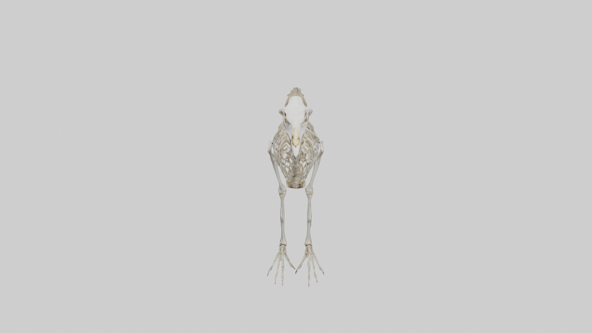 Ostrich Skeleton model Low-poly 3D model_16