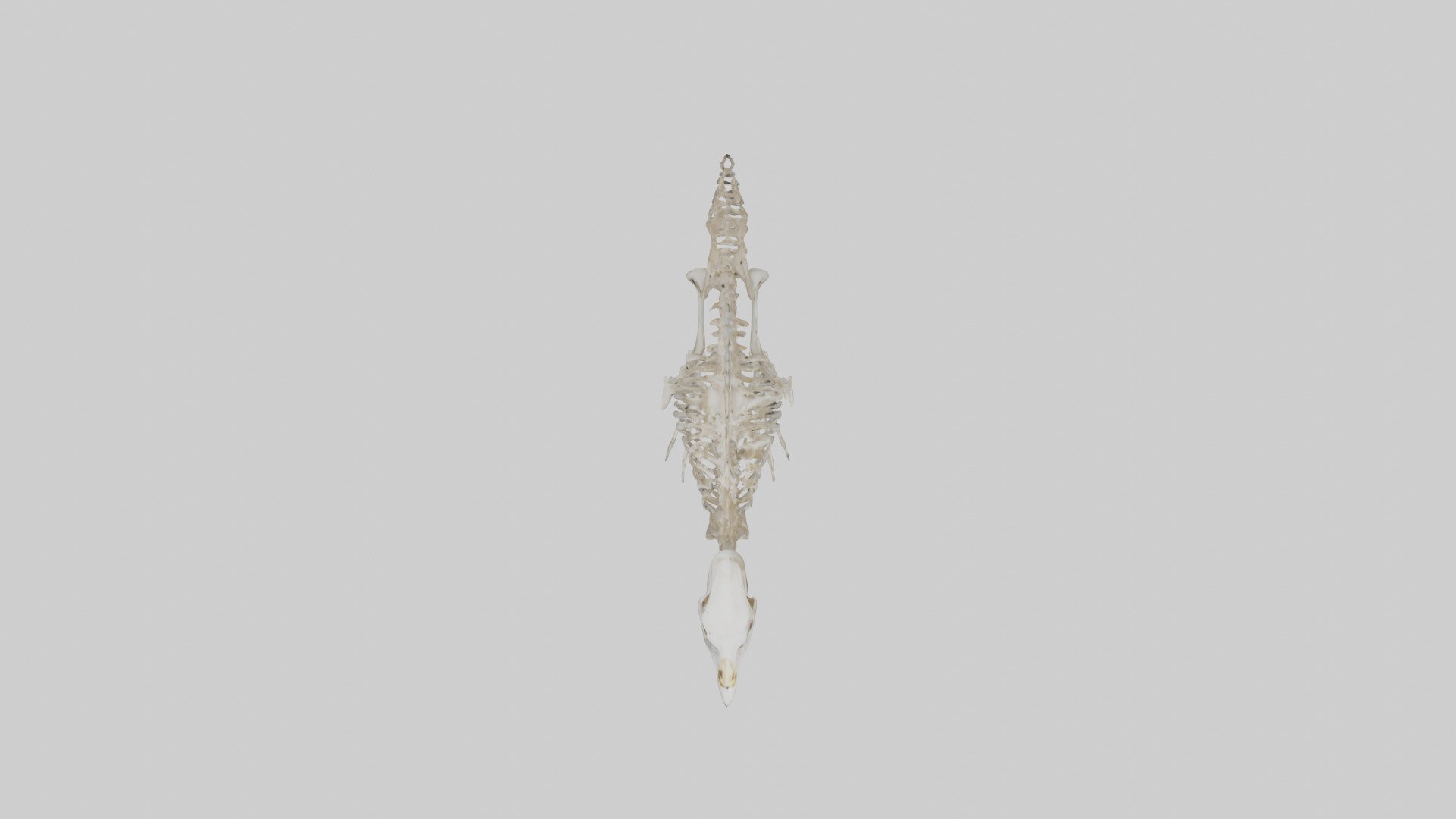 Ostrich Skeleton model Low-poly 3D model_14