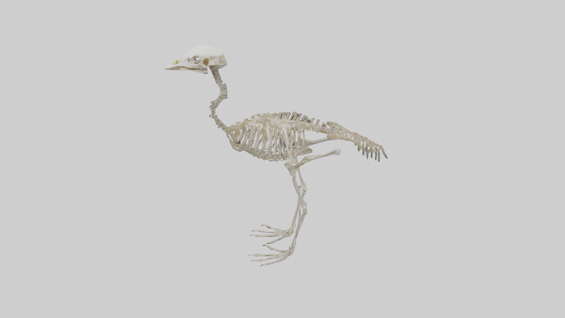 Ostrich Skeleton model Low-poly 3D model_17