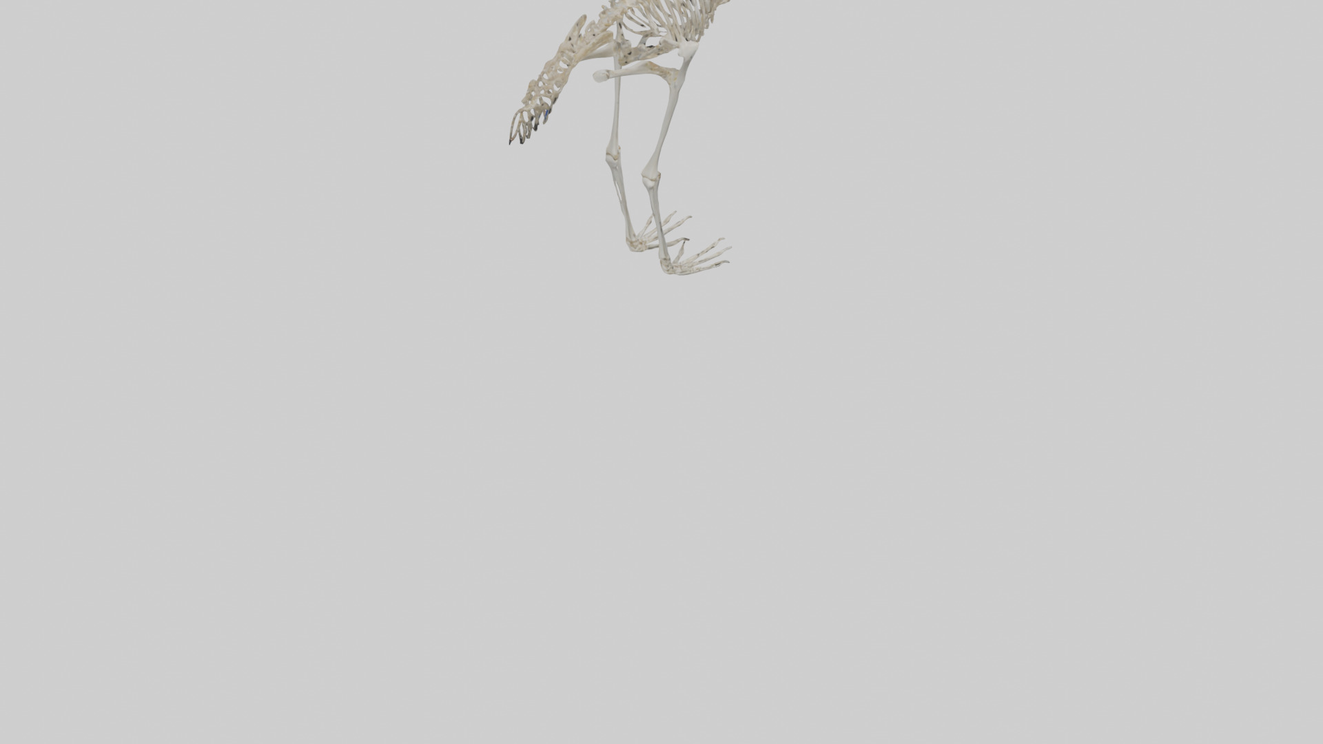 Ostrich Skeleton model Low-poly 3D model_5