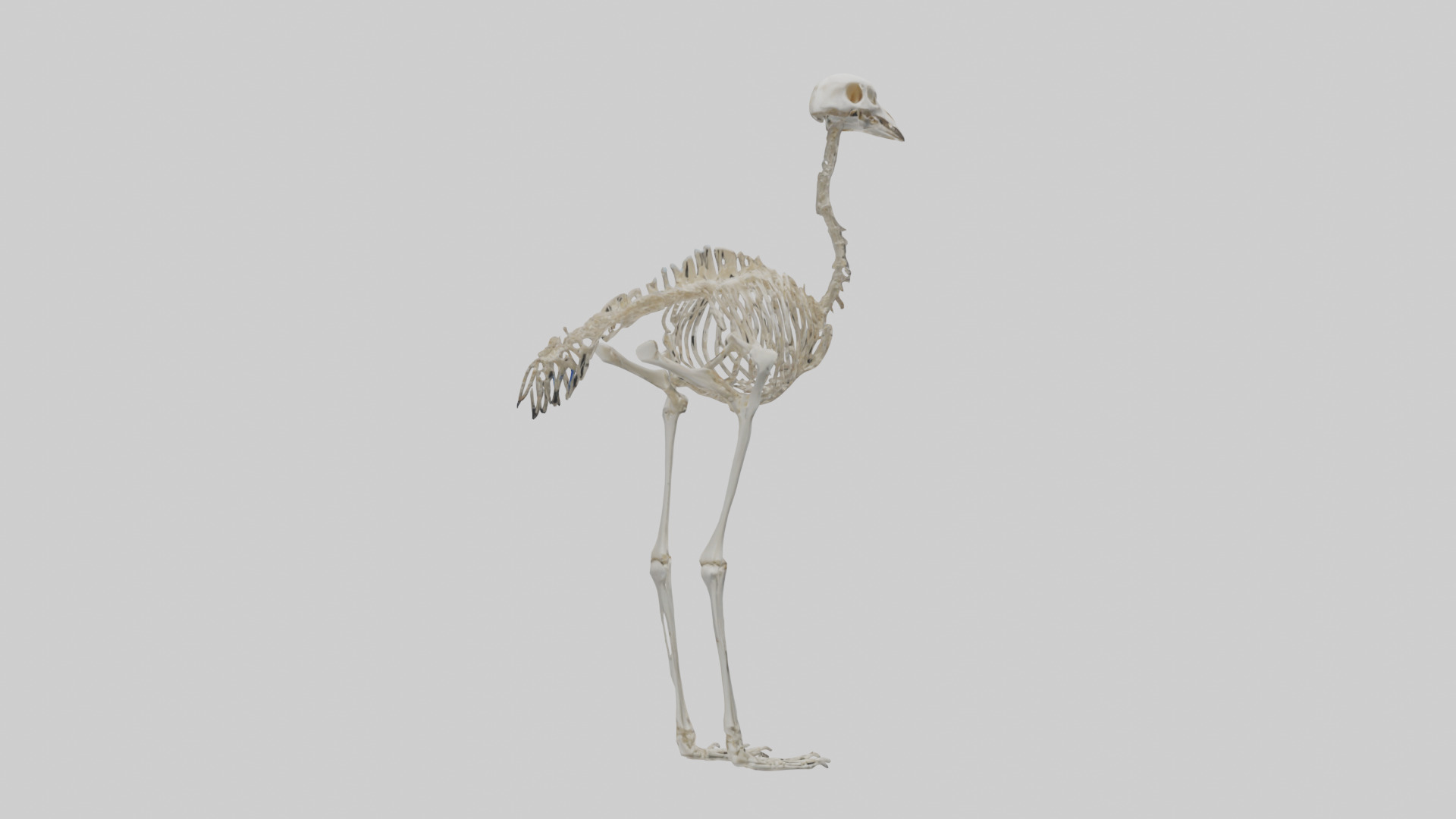 Ostrich Skeleton model Low-poly 3D model_3