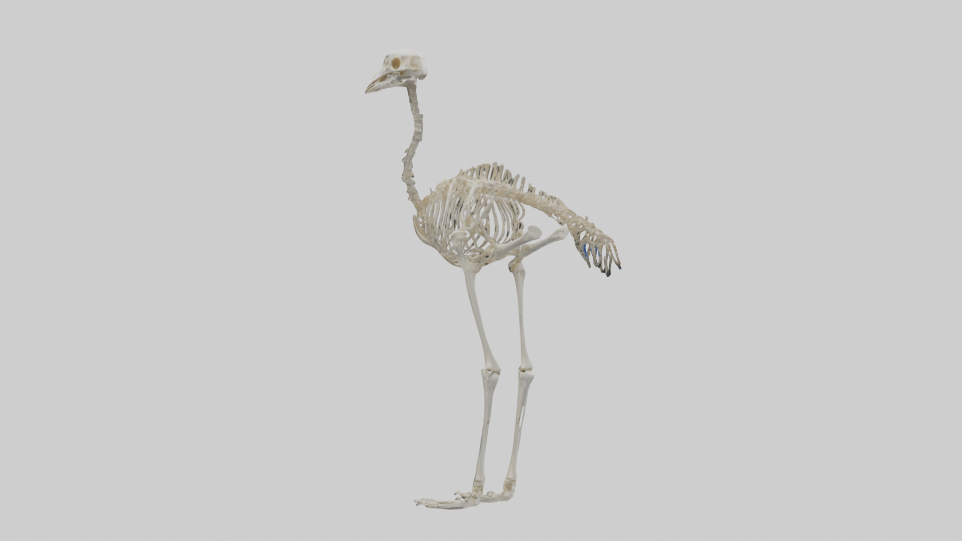 Ostrich Skeleton model Low-poly 3D model_2