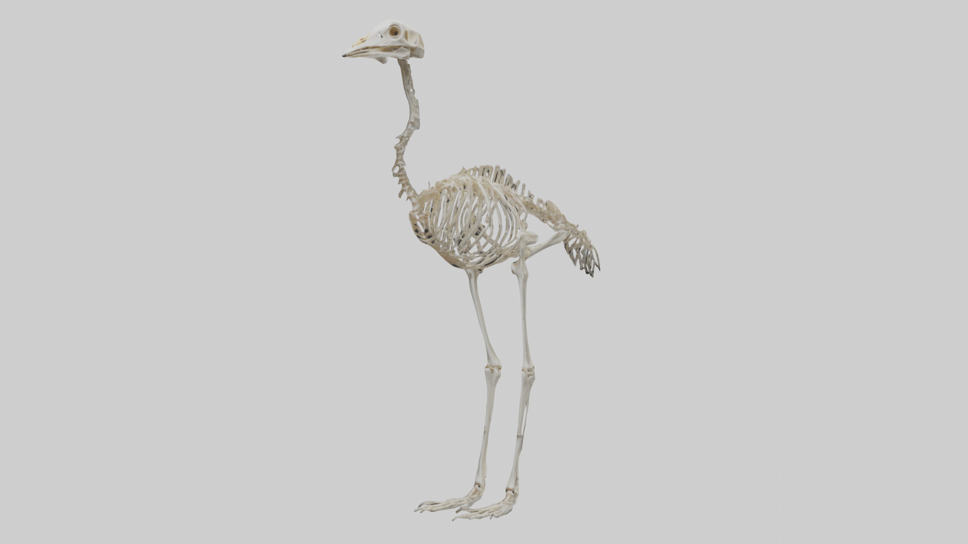 Ostrich Skeleton model Low-poly 3D model_10