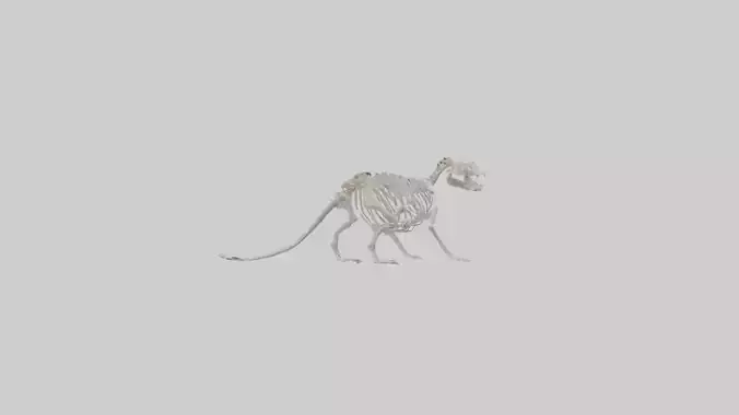 Otter Skeleton model