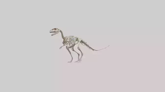 Oviraptor Skeleton model