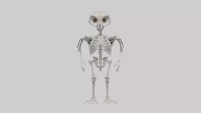 Owl Skeleton model
