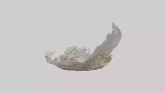 Oyster Skeleton model