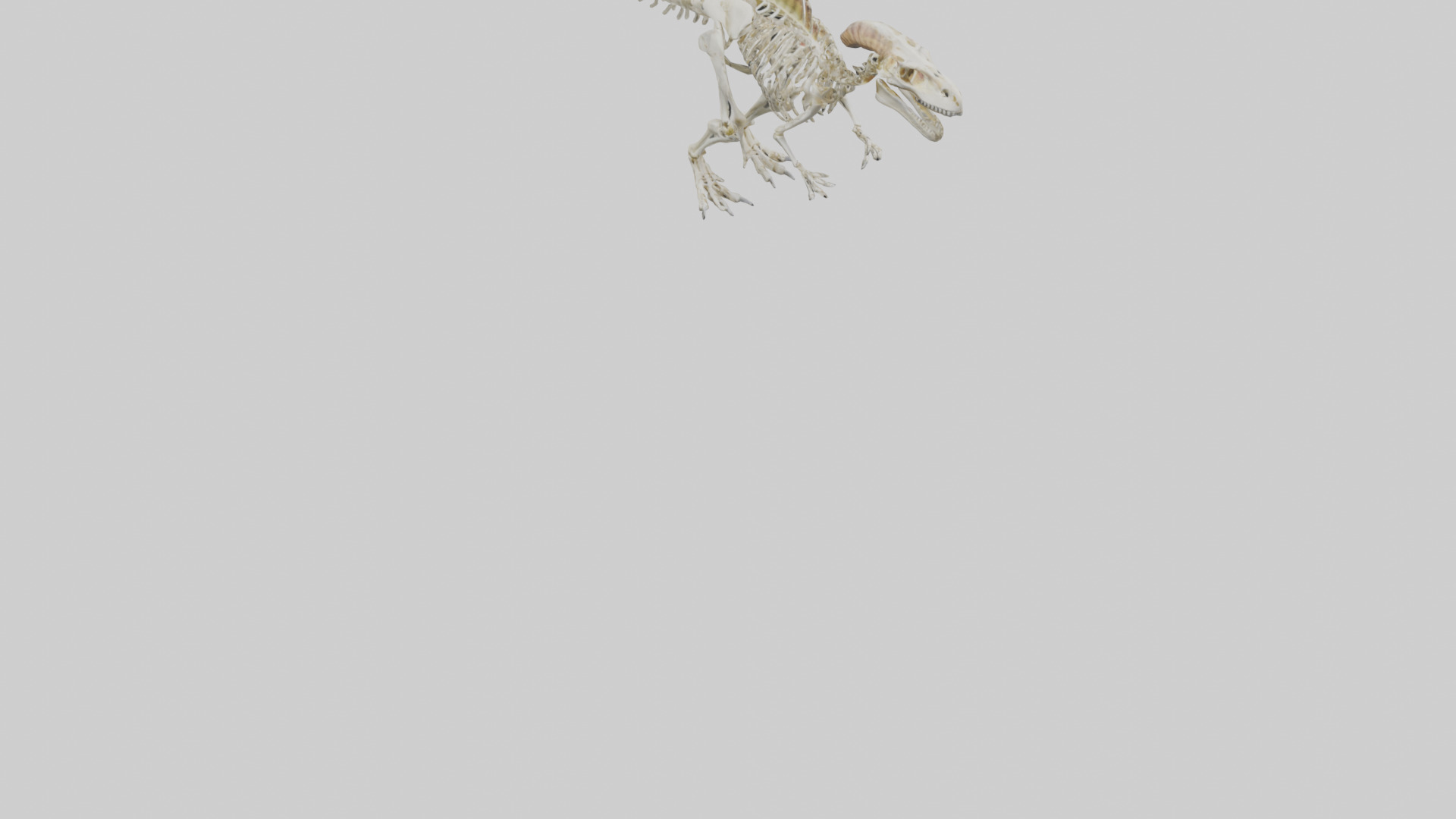Pachycephalosaurus Skeleton model Low-poly 3D model_6