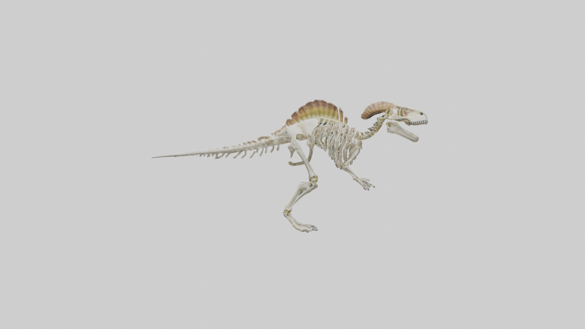 Pachycephalosaurus Skeleton model Low-poly 3D model_13