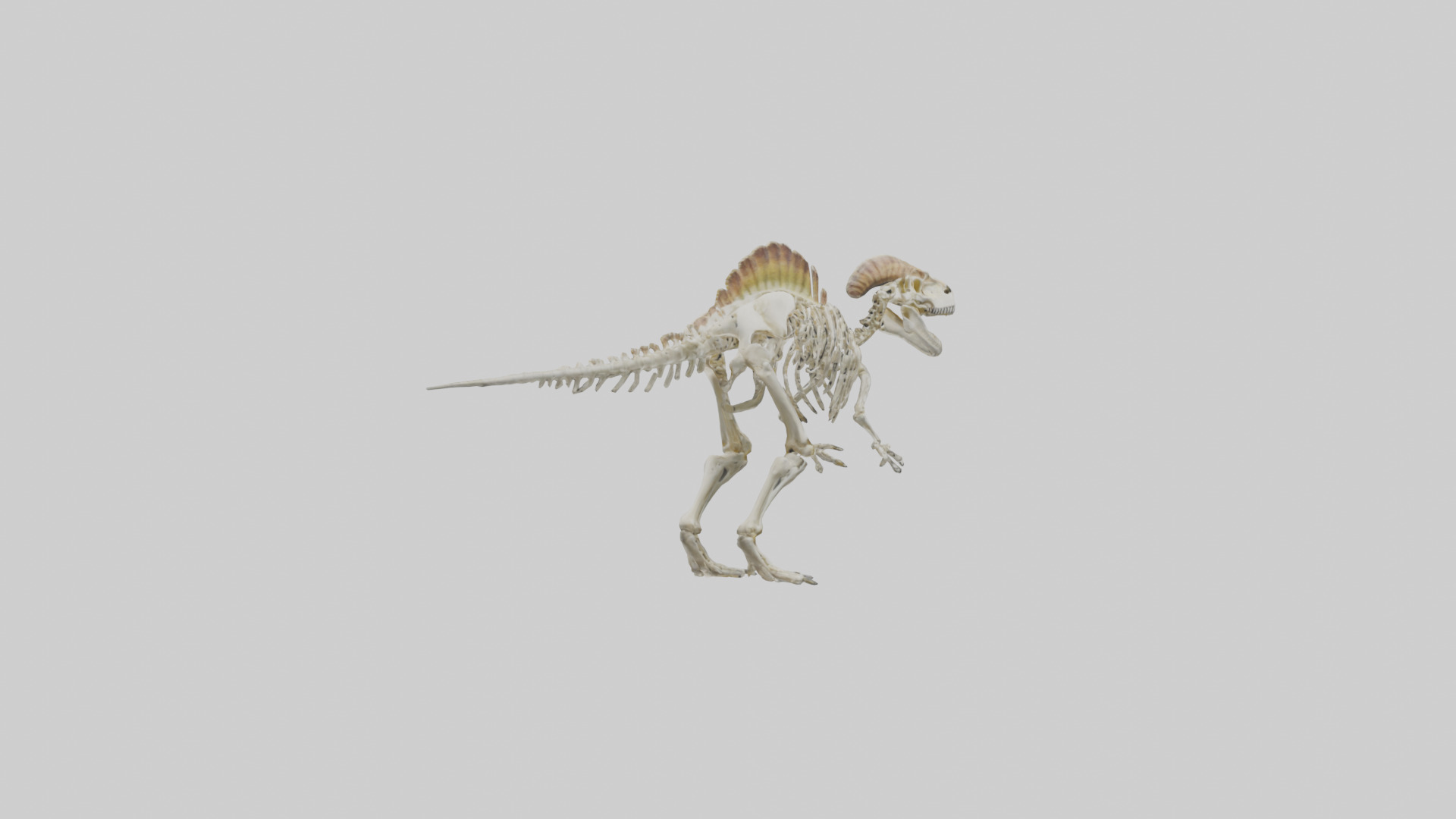 Pachycephalosaurus Skeleton model Low-poly 3D model_2
