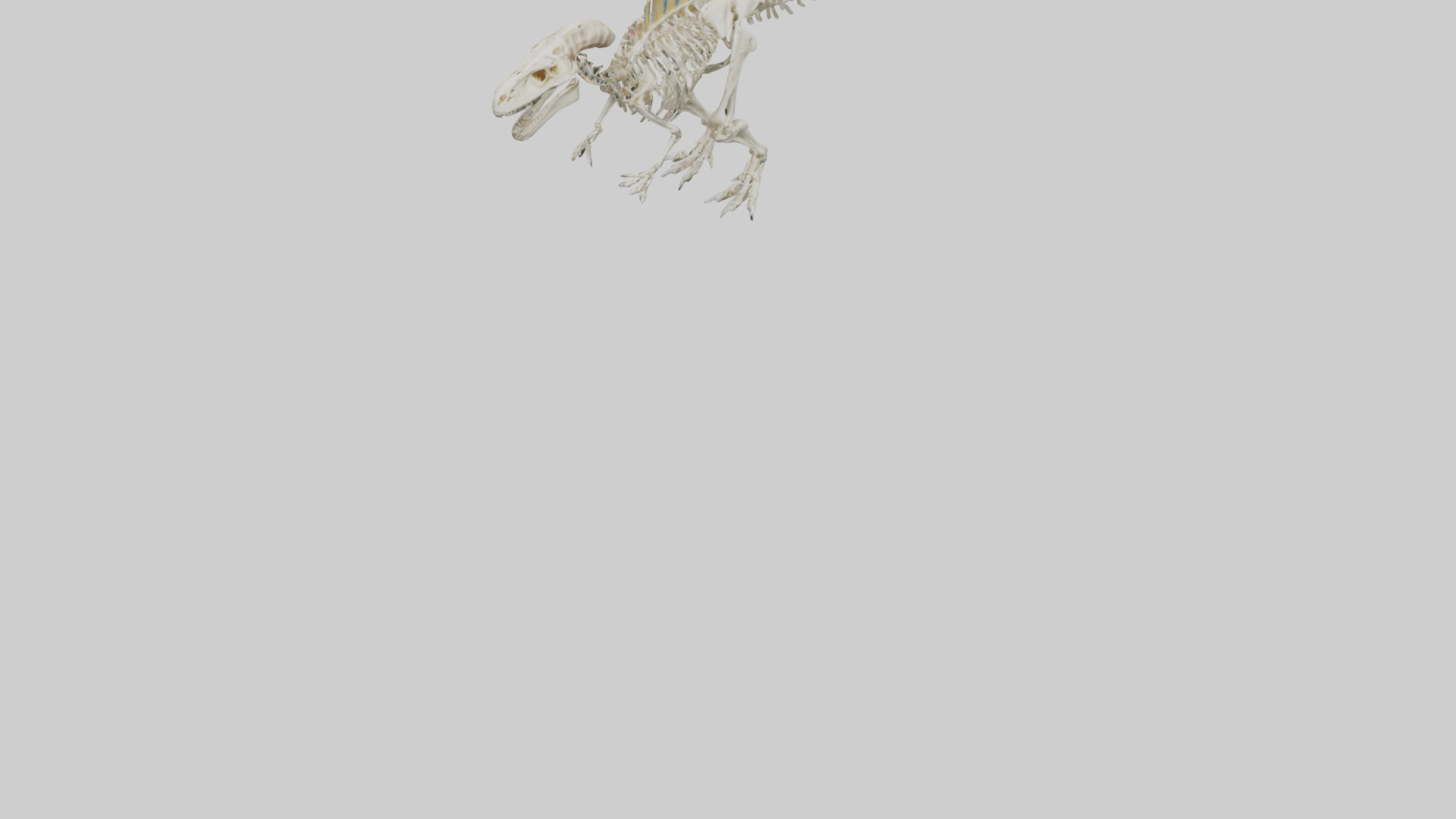 Pachycephalosaurus Skeleton model Low-poly 3D model_5
