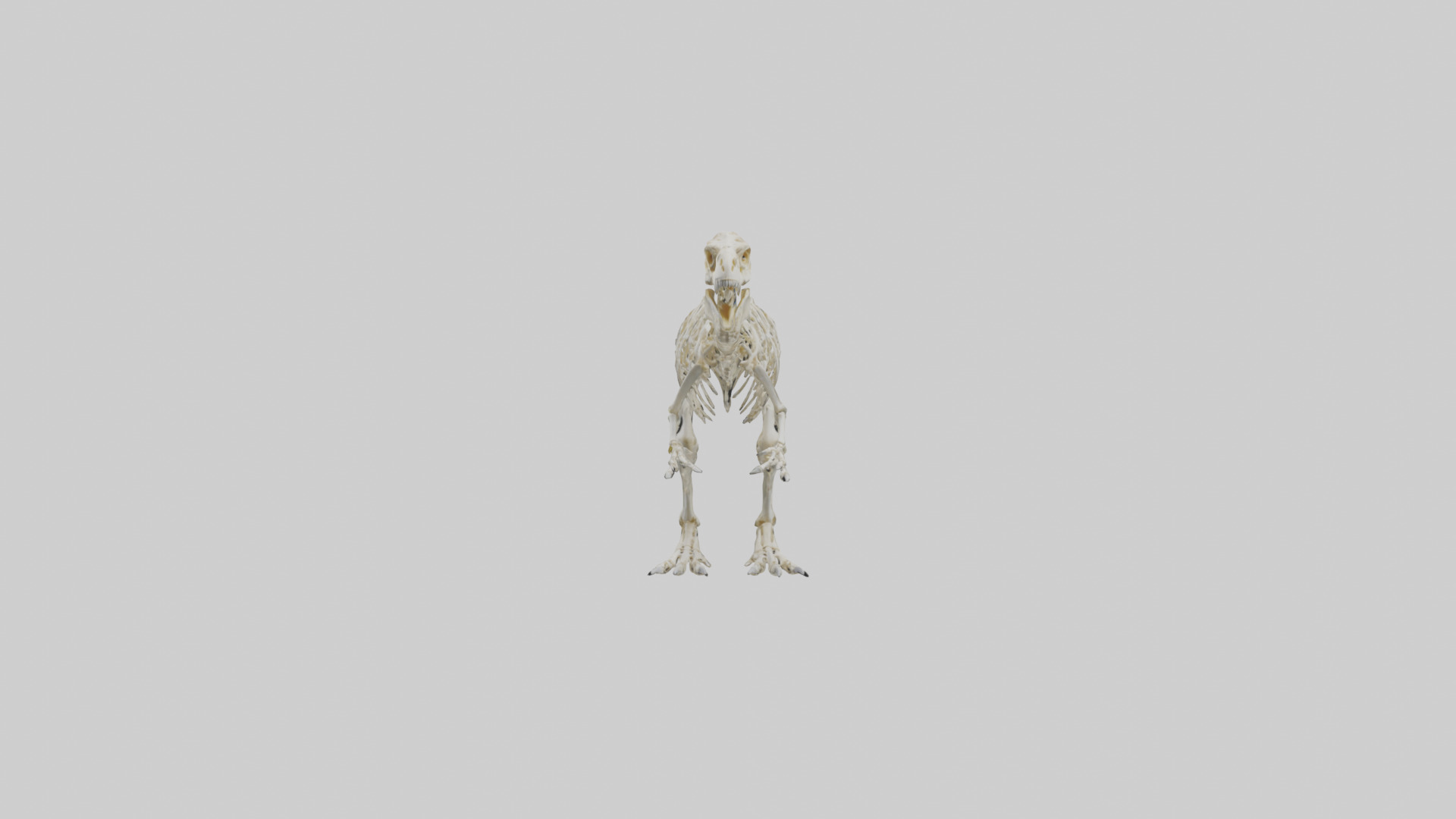 Pachycephalosaurus Skeleton model Low-poly 3D model_9