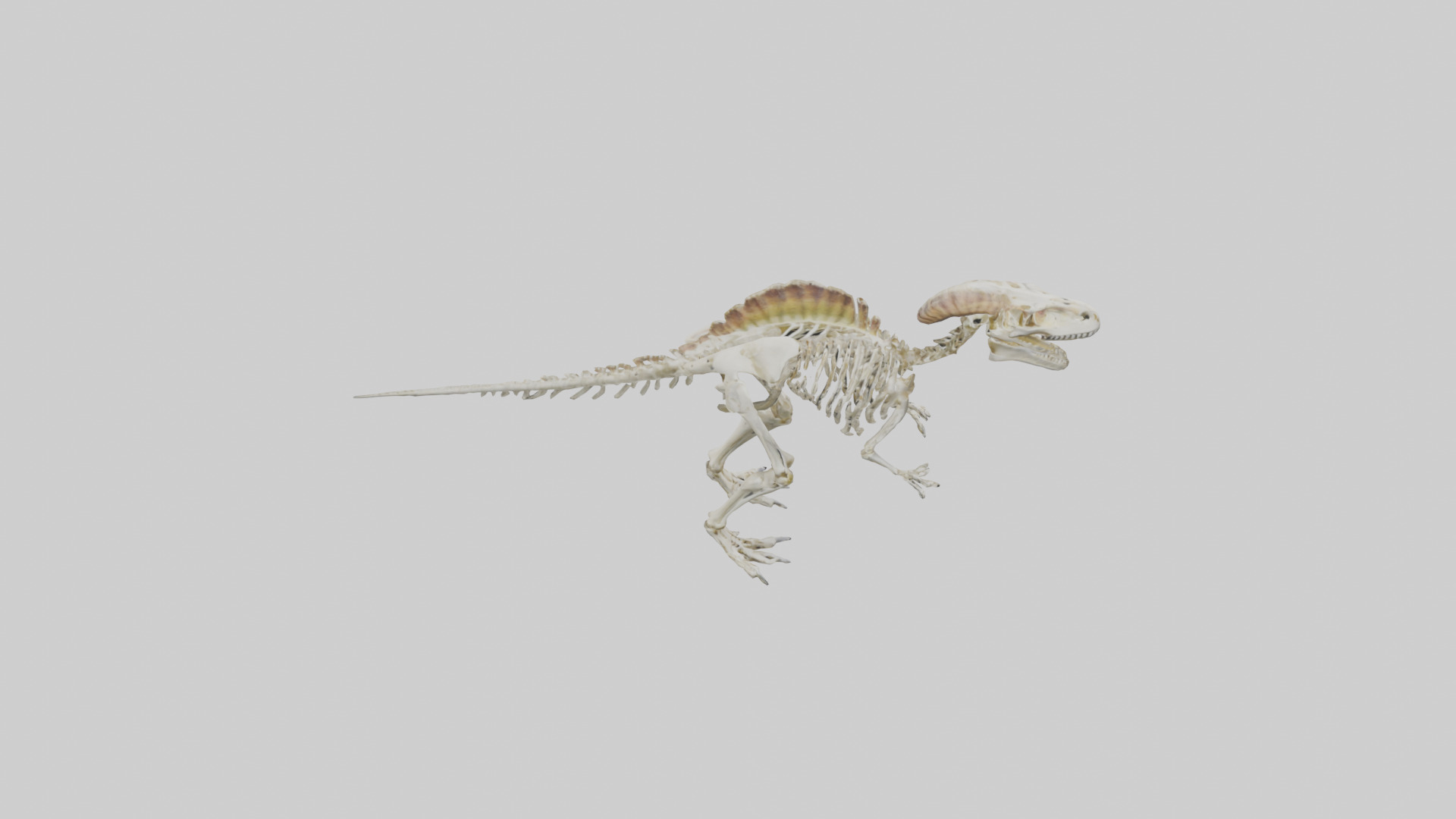 Pachycephalosaurus Skeleton model Low-poly 3D model_18