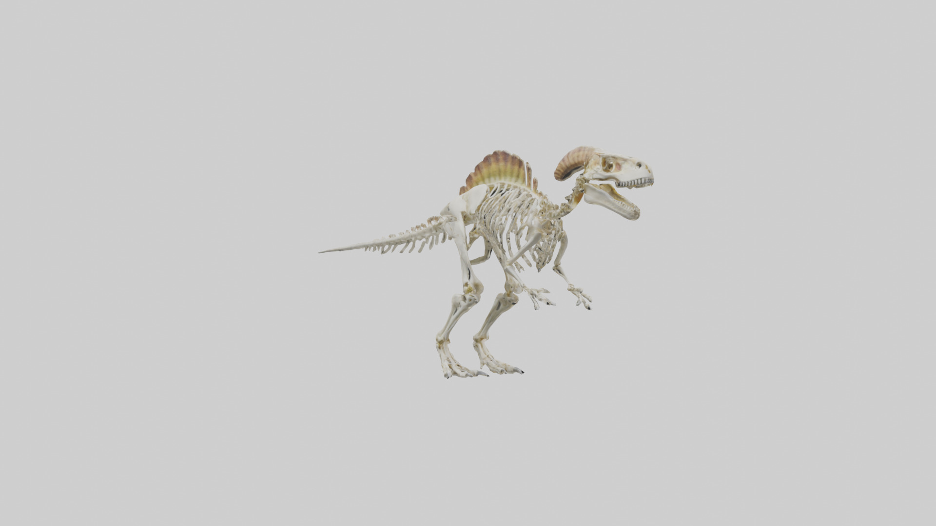 Pachycephalosaurus Skeleton model Low-poly 3D model_11