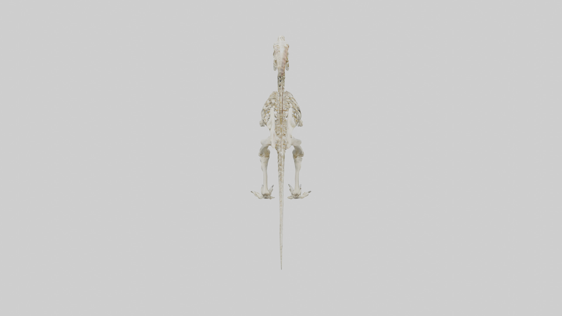 Pachycephalosaurus Skeleton model Low-poly 3D model_15