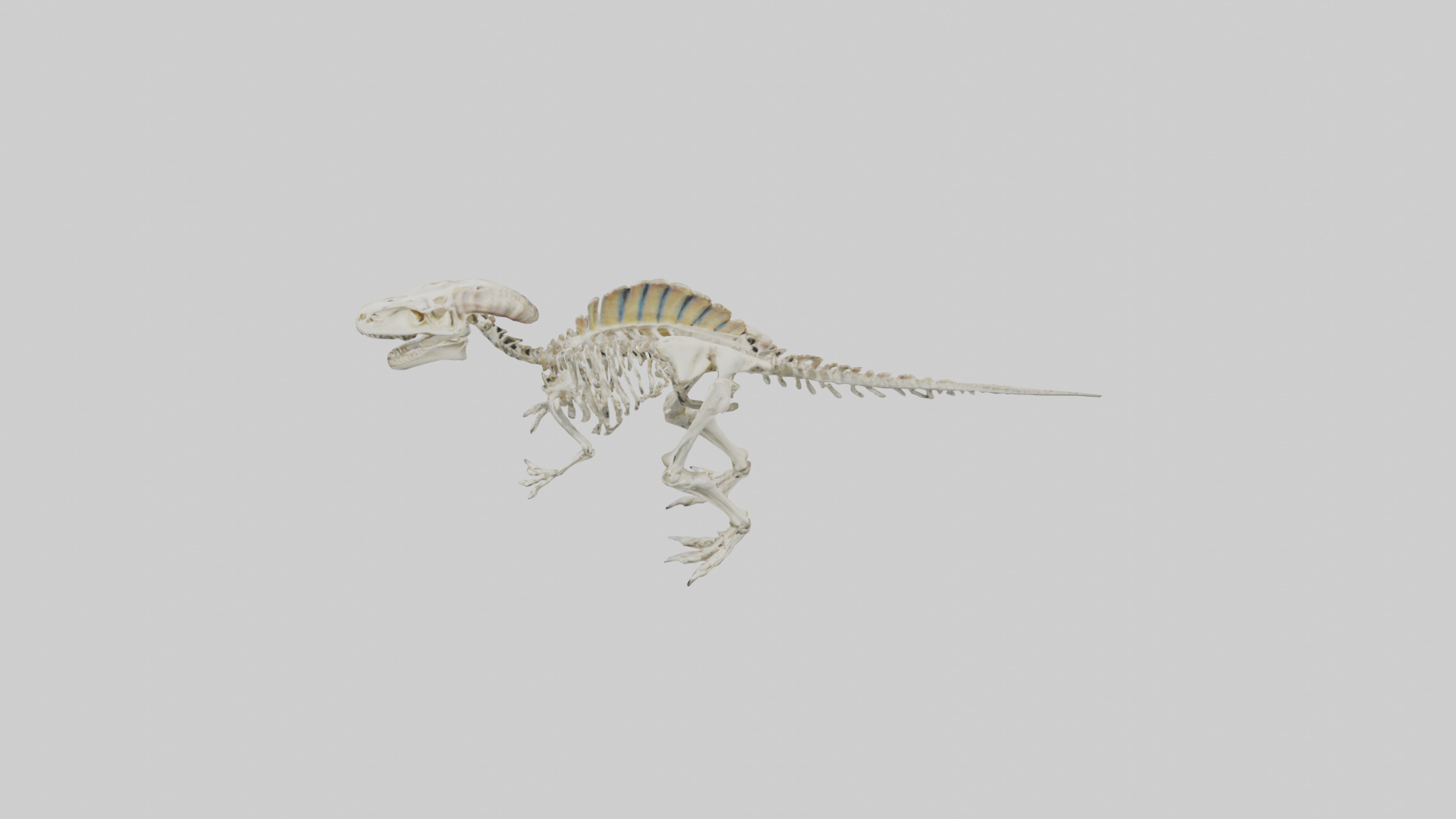 Pachycephalosaurus Skeleton model Low-poly 3D model_17
