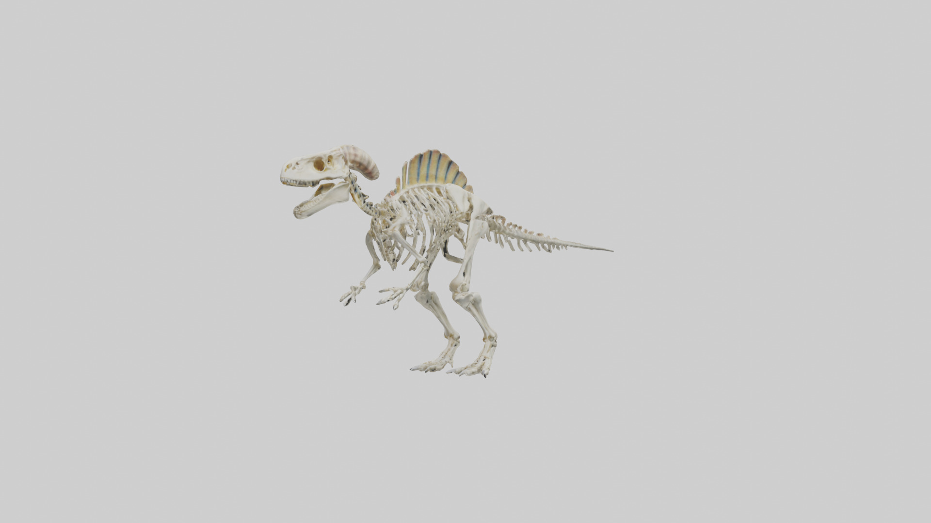 Pachycephalosaurus Skeleton model Low-poly 3D model_8
