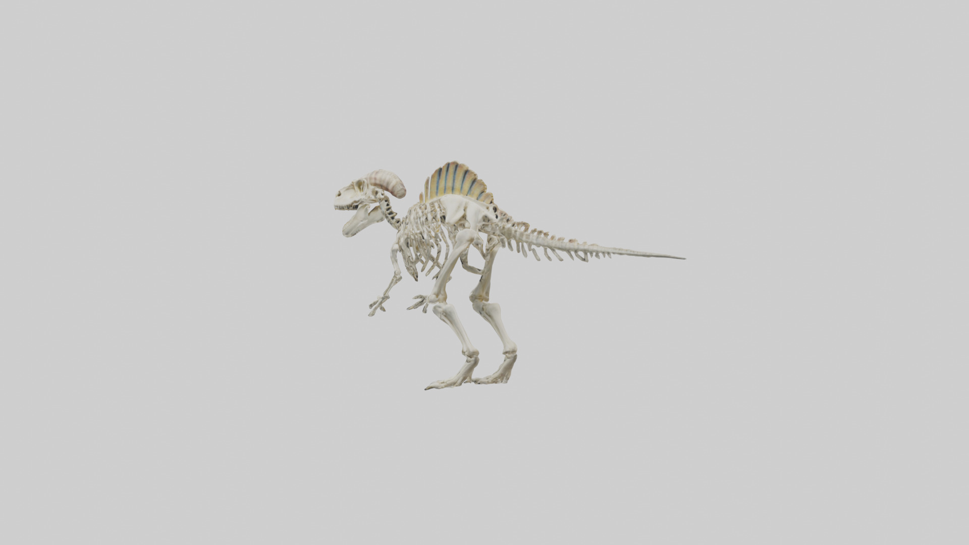 Pachycephalosaurus Skeleton model Low-poly 3D model_1