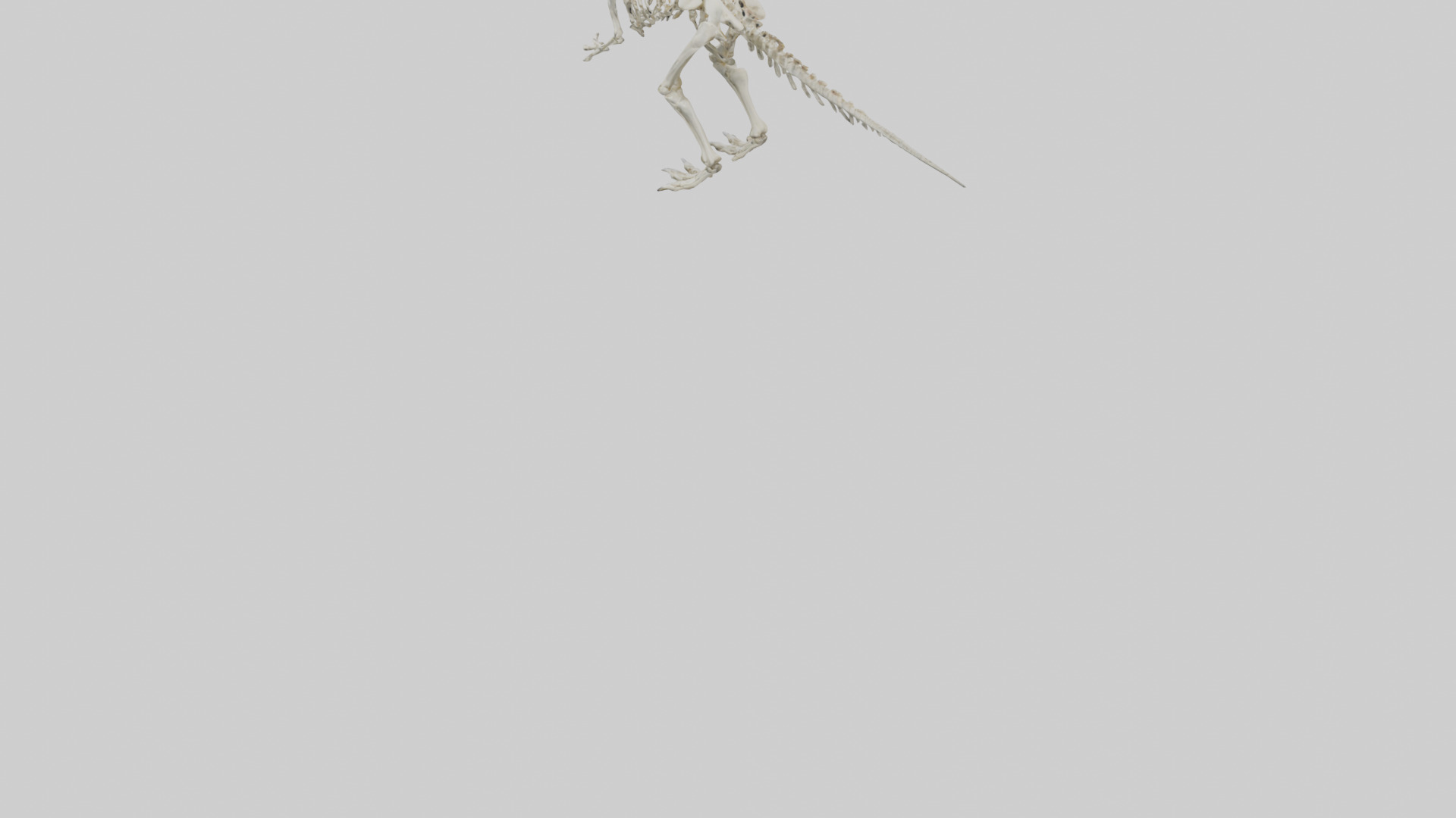 Pachycephalosaurus Skeleton model Low-poly 3D model_3