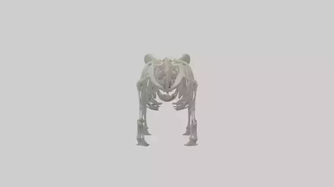 Panda Skeleton model