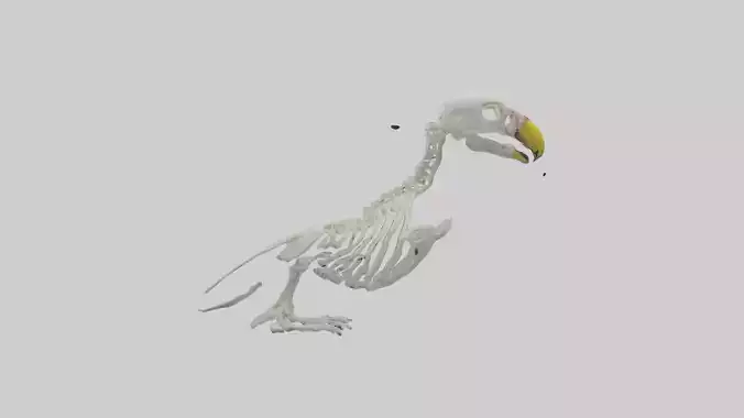 Parakeet Skeleton model 3D model