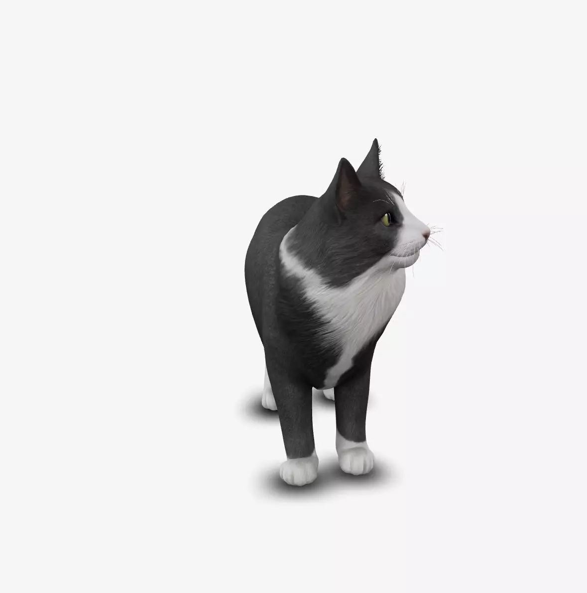 Cat Norwegian forest 3D model_0