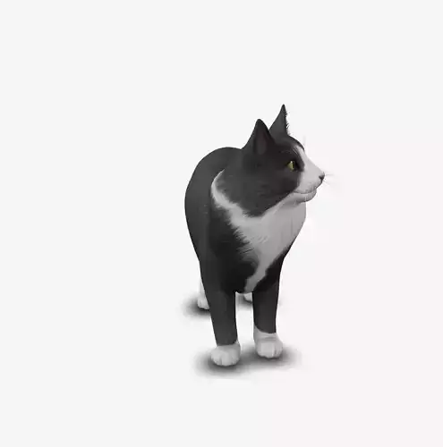 Cat Norwegian forest