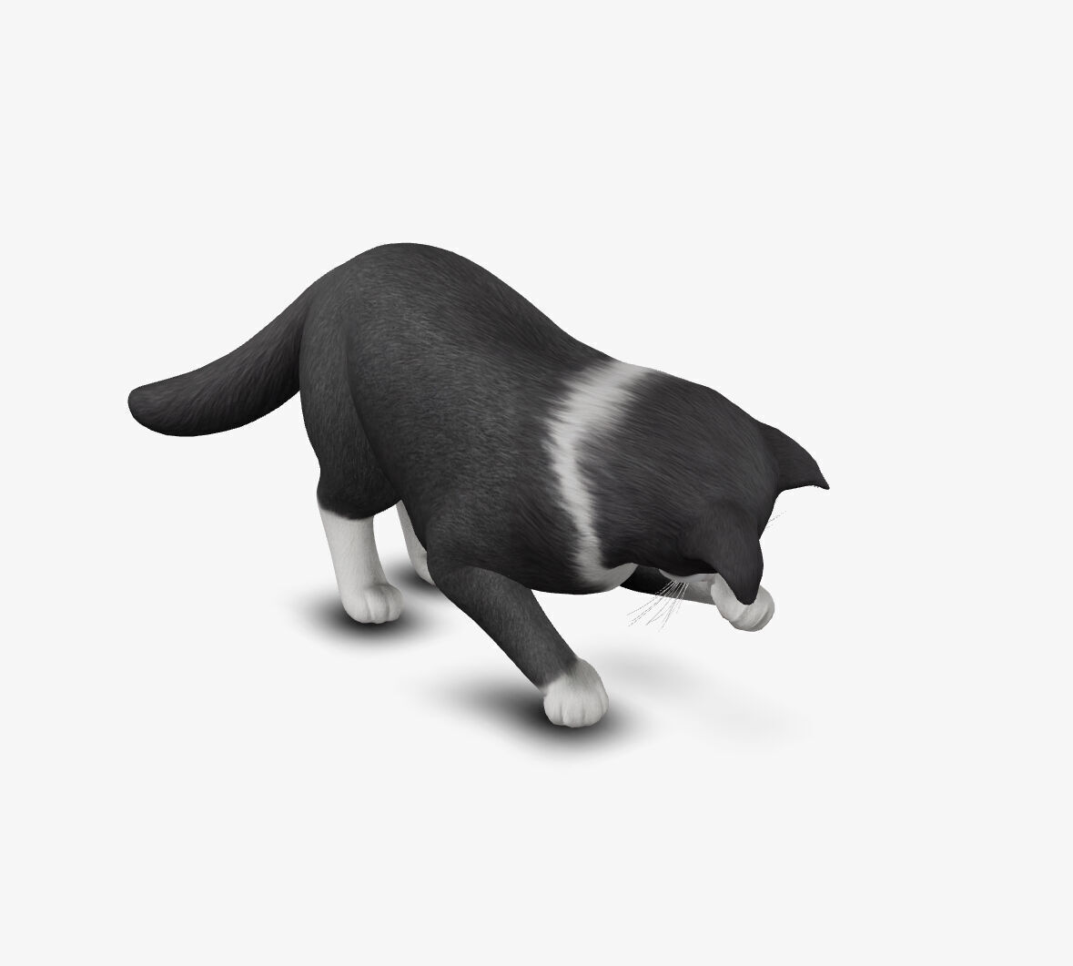 Cat Norwegian forest 3D model_4