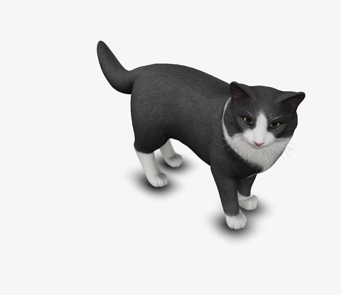 Cat Norwegian forest 3D model_2