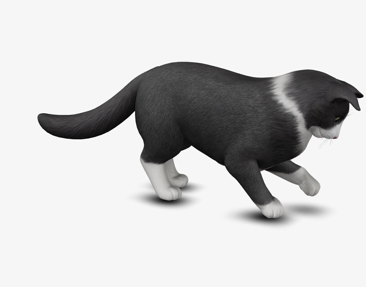 Cat Norwegian forest 3D model_3