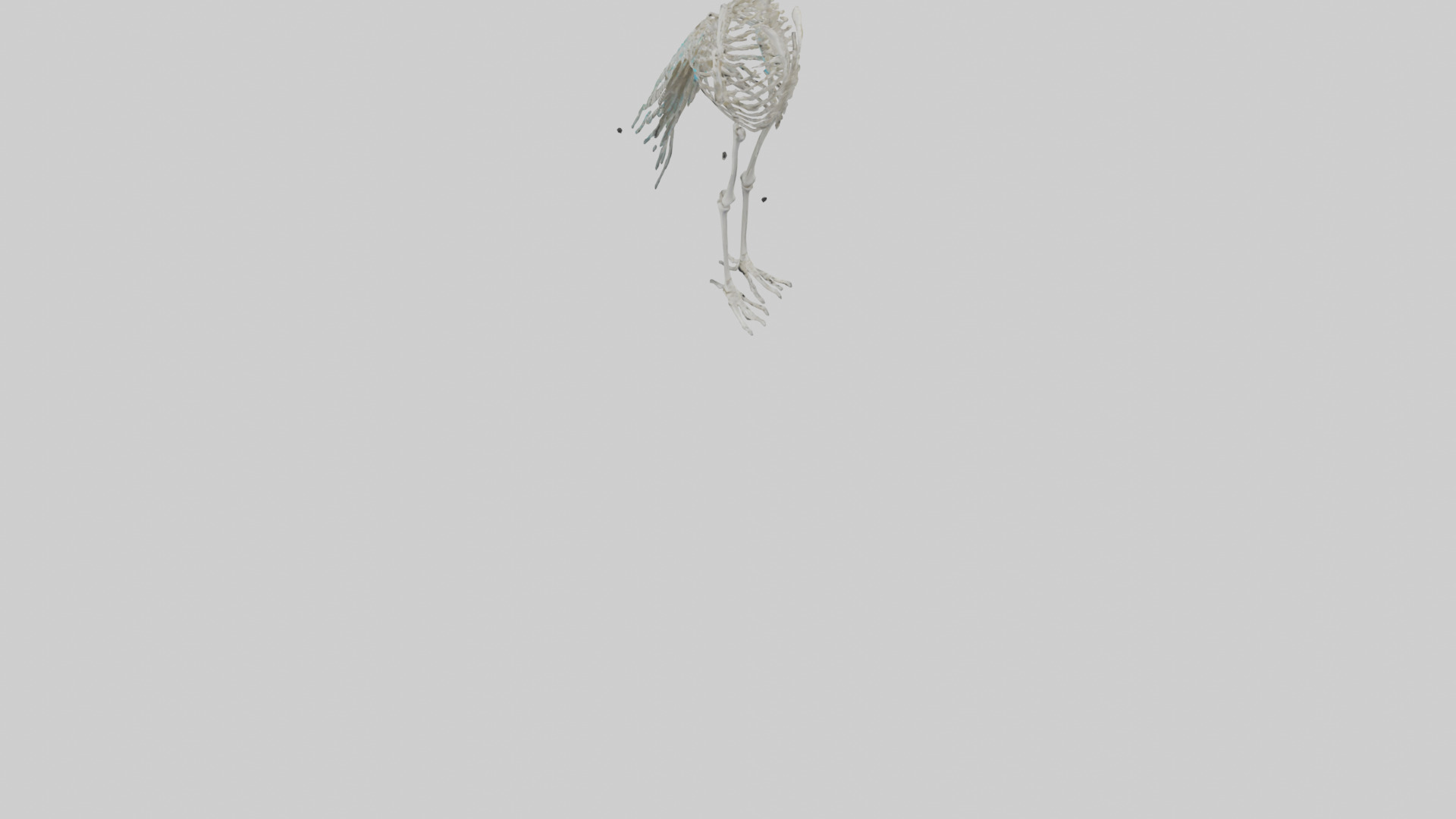 Peafowl Skeleton model Low-poly 3D model_5