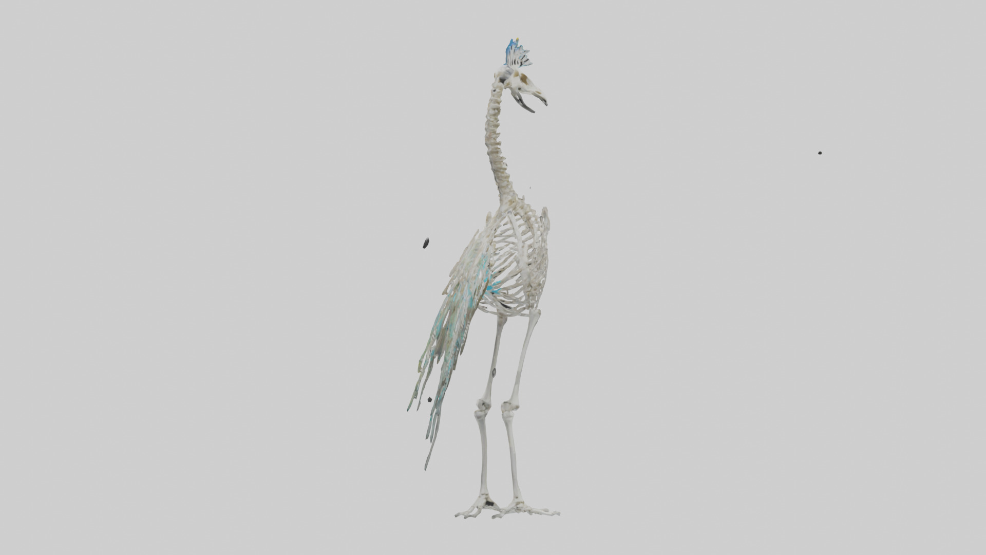 Peafowl Skeleton model Low-poly 3D model_7