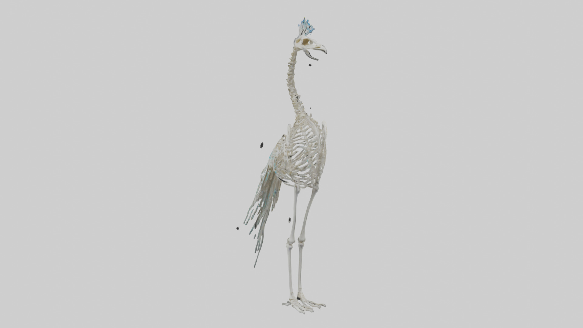 Peafowl Skeleton model Low-poly 3D model_8