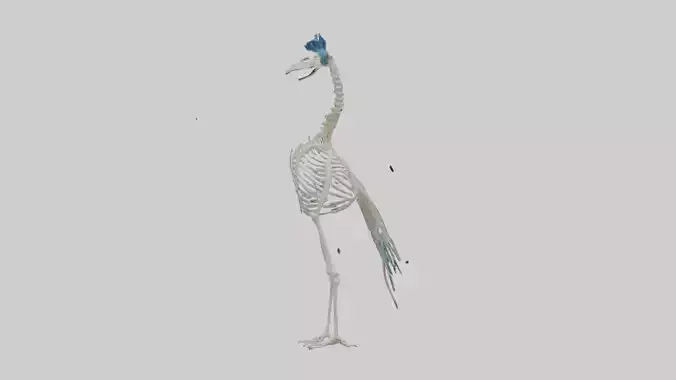 Peafowl Skeleton model