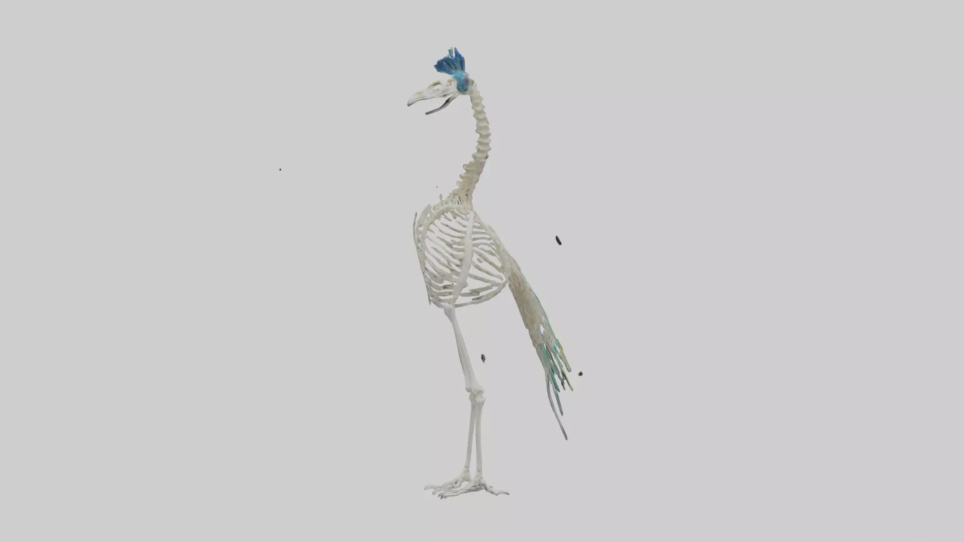 Peafowl Skeleton model Low-poly 3D model_0