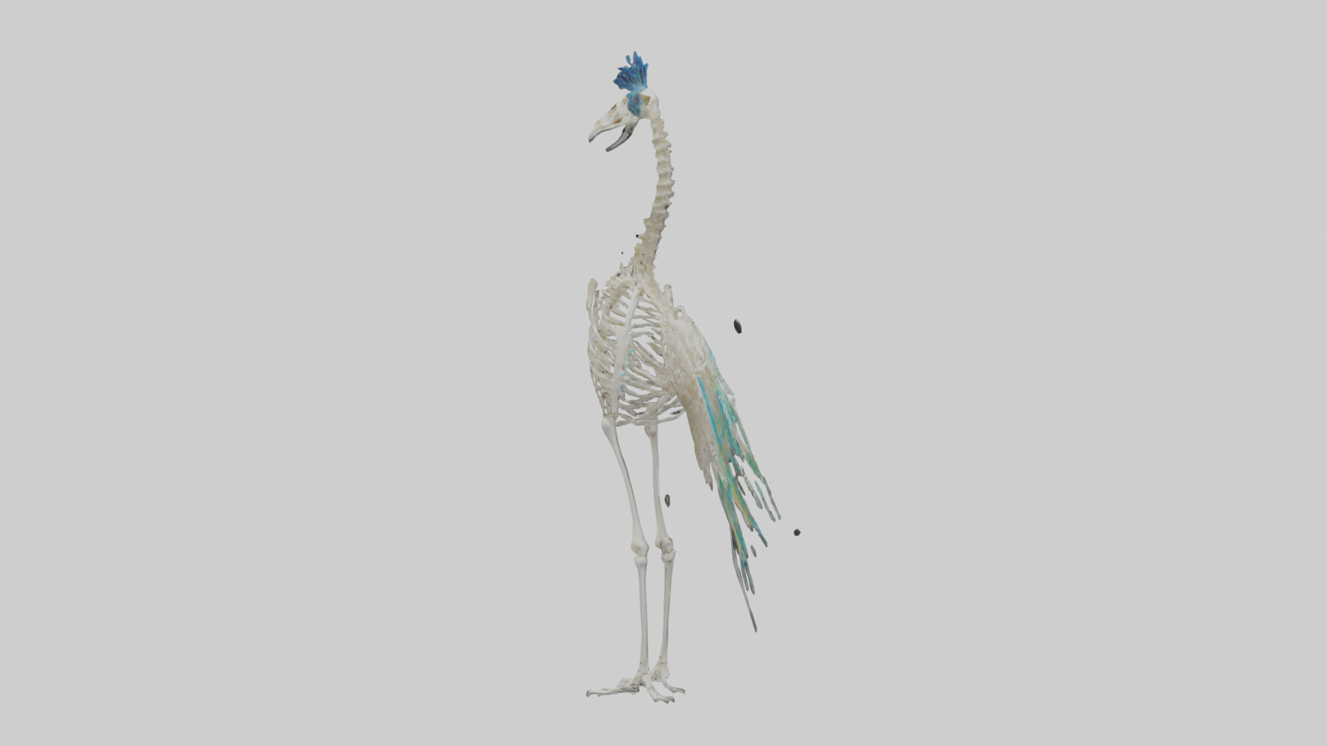 Peafowl Skeleton model Low-poly 3D model_2