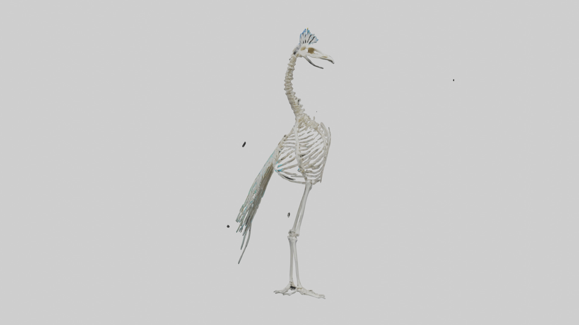 Peafowl Skeleton model Low-poly 3D model_9