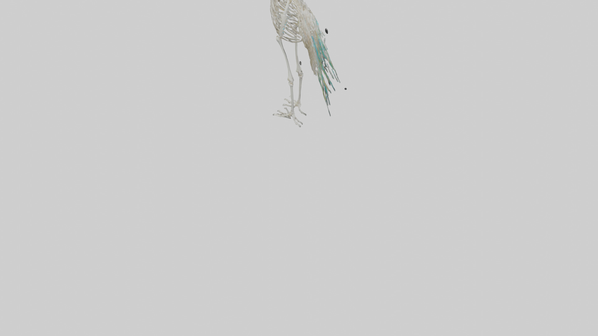 Peafowl Skeleton model Low-poly 3D model_4
