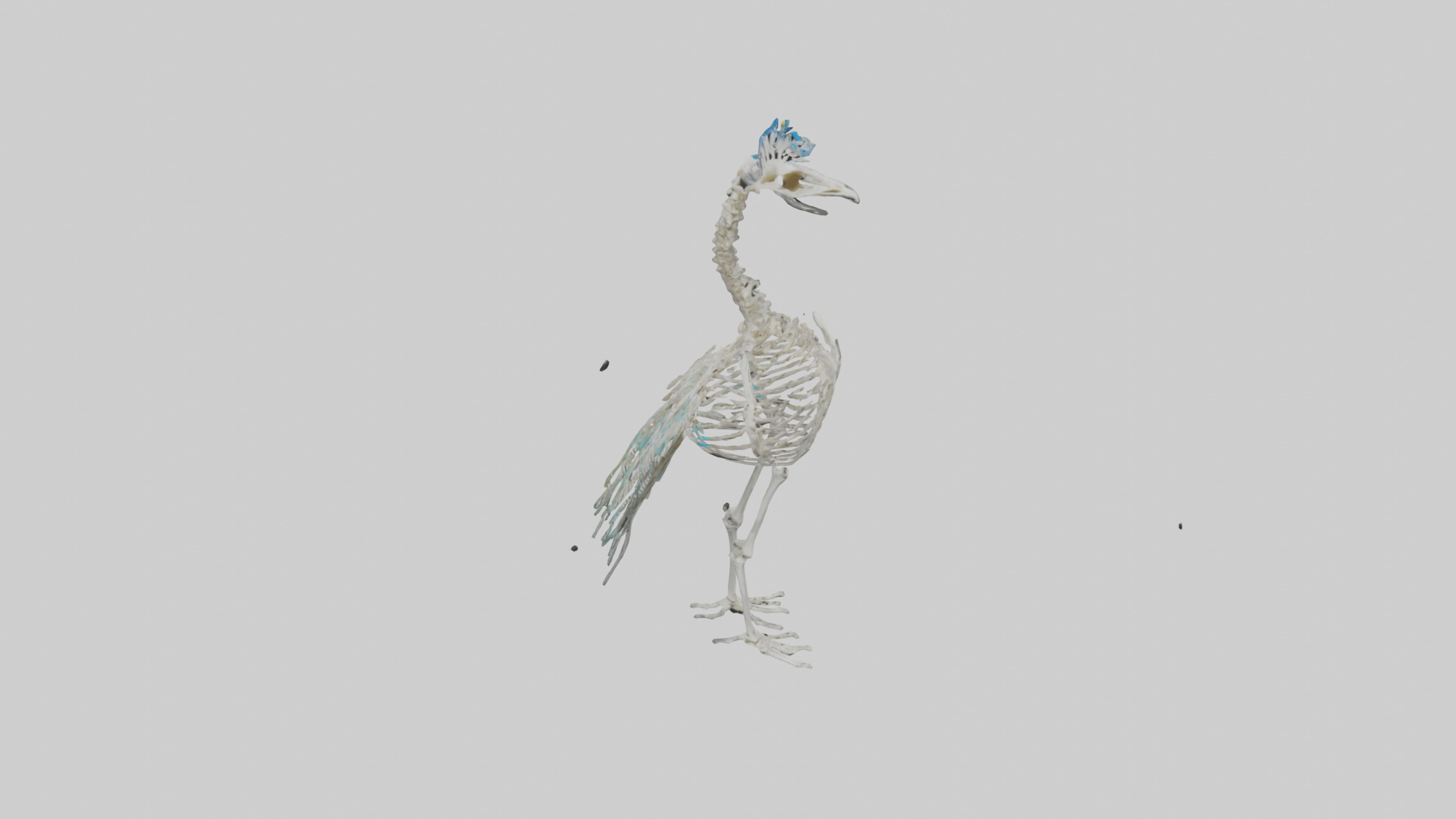 Peafowl Skeleton model Low-poly 3D model_16