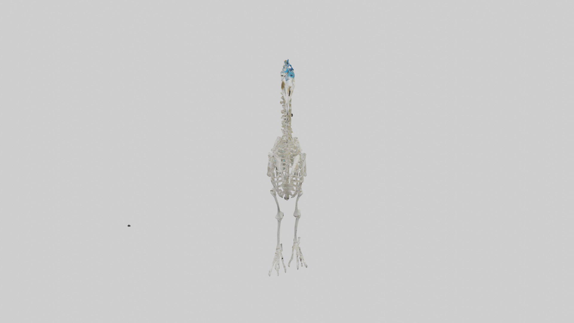 Peafowl Skeleton model Low-poly 3D model_17