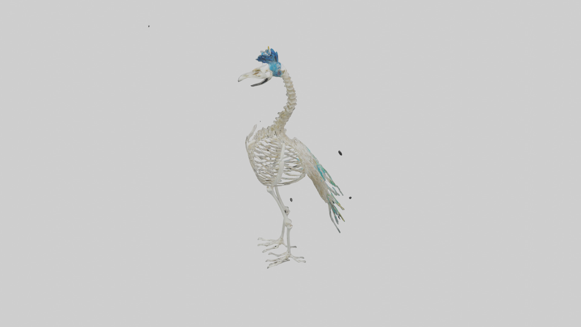 Peafowl Skeleton model Low-poly 3D model_15