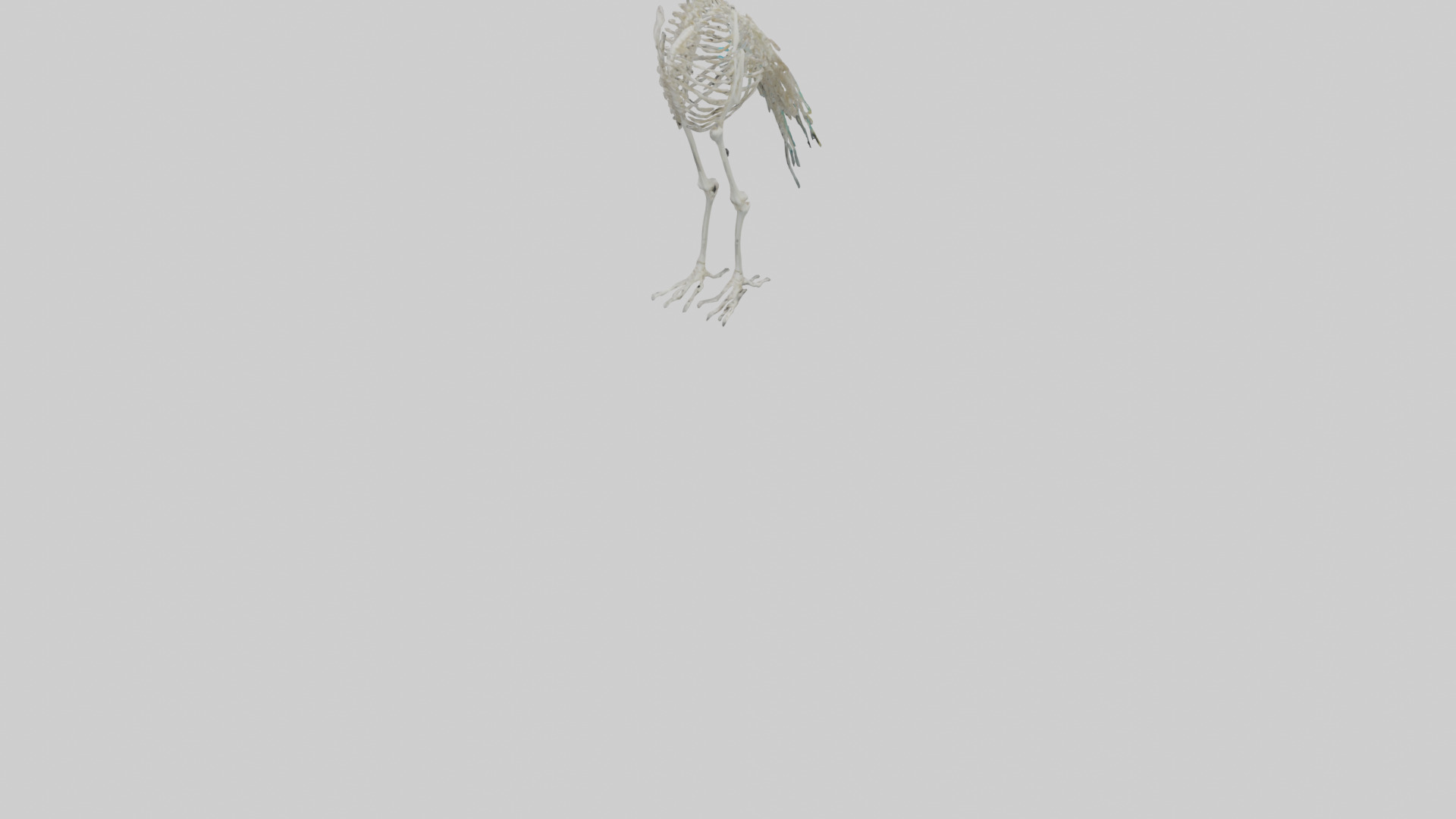 Peafowl Skeleton model Low-poly 3D model_3