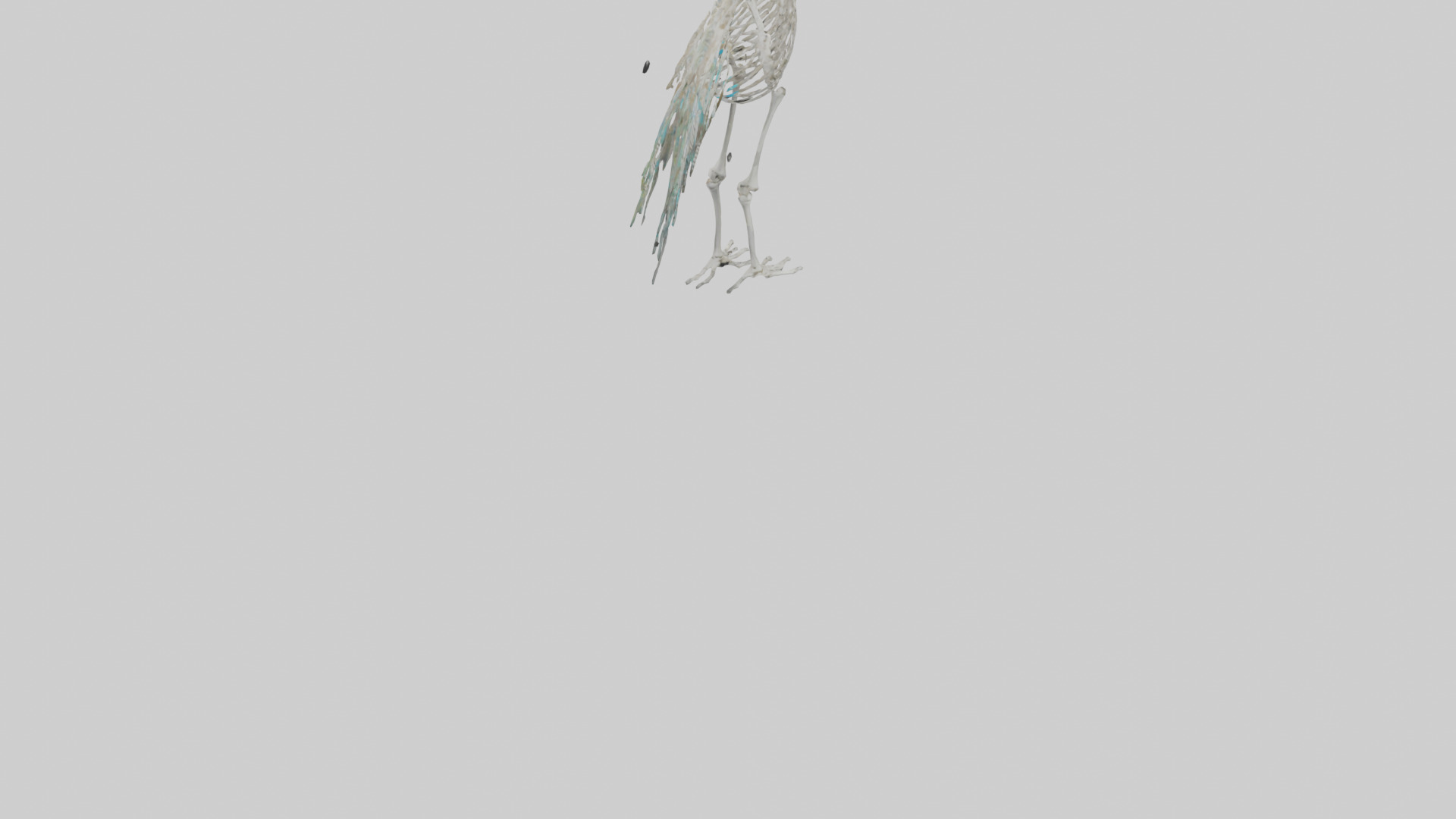 Peafowl Skeleton model Low-poly 3D model_6